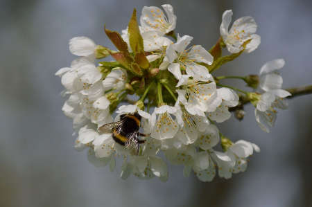 02 WB Dunkle Erdhummel (Bombus terrestris) und Kirschblüte 2014-027