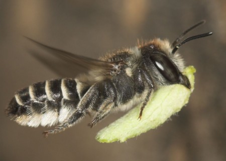 WildbienenjahrBlattschneiderbiene_Presse(c)Westrich-Ausschnitt