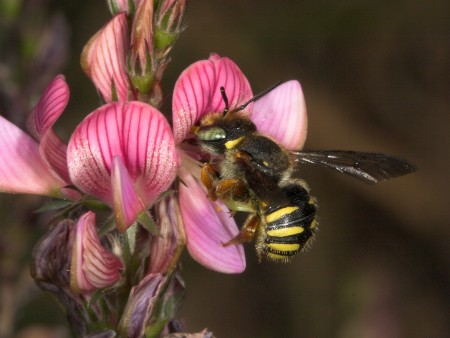 WildbienenjahrSpalten-Wollbiene_Presse_(c)Westrich