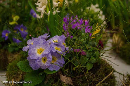 Garten,Frühling Messe BS, 25.02.16-0128