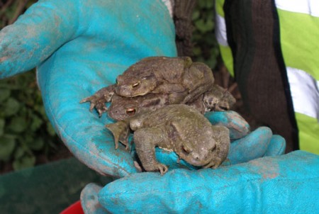 amphibien_erdkroeten_ernst_