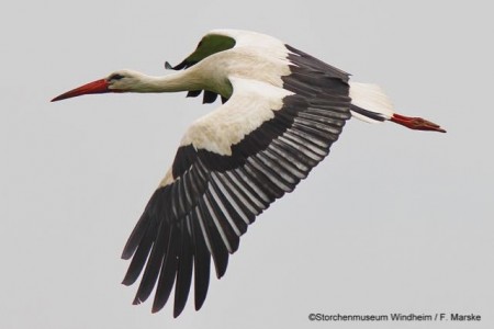 costedt-bild2_fliegender_storch_frank_marske