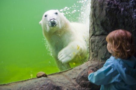 Ungezäh mte Natur, faszinierende Tiere, spannende Mutproben. Gehen Sie auf Entdeckungsreise durch Afrika oder Alaska und dem Abenteuer Wildnis. In einem Unterwassertunnel durchqueren Sie die größte Seelöwenanlage Europas. Goldmine, Rangerstation und Trapperhütte bieten echtes Wildlife-Abenteuer.