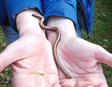  Eine erste Begegnung mit einer Blindschleiche bei Detmold. Die Tiere sollten nur von erfahrenen Reptilien-Fachleuten berührt werden, sonst werfen sie den Schwanz ab. (Foto: J. Braunsdorf)
