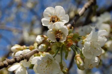 Kirschbluete-und-Bienen