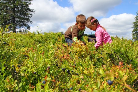  Wilde Blaubeeren wachsen auf den Hochheiden rund um Winterberg Copyright: © Fereinwelt Winterberg