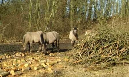 Wildpferde am Kleieberg