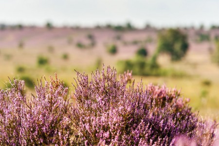 Lueneburger-Heide-150815