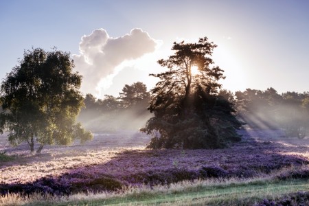 Lueneburger-Heide-Licht-Drama-2000px