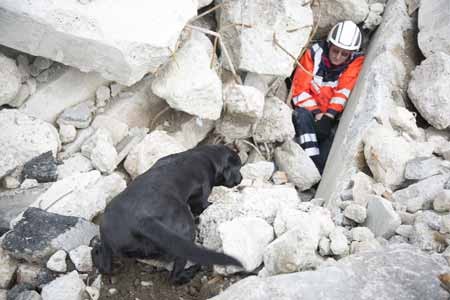 „Trümmersuche“: Anspruchsvolle Trainingsflächen – ob auf Trümmern oder im Wald wurden die Hunde vor Herausforderungen gestellt © A.Jaeckle