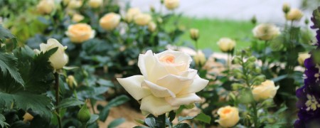 Prachtvolle Rosen laden zum Besuch der Landesgartenschau ein. Foto:LaGa Bad Lippspringe.