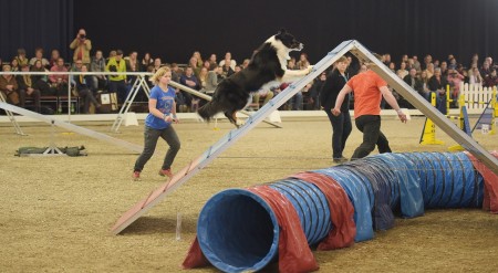 Die DOGLIVE Agility Trophy gilt längst als Deutschlands größtes Indoor-Hundesportturnier.