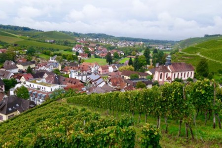 Durlach ist bekannt für seine Weine, die hier im günstigen Klima der Artenau gedeihen. Foto: Ottenberg 