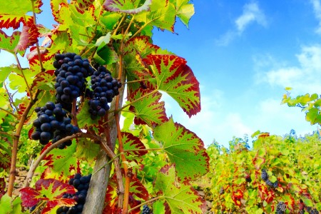 Malerische Weinberge laden zum Wandern ein. Foto: Klaus Ottenberg