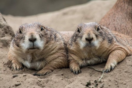 Präriehund im Doppelpack