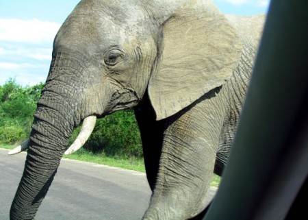  Ein Foto von der Begegnung mit einem Elefanten aus nächster Nähe (Bildnachweis: Robert Kauffeld).