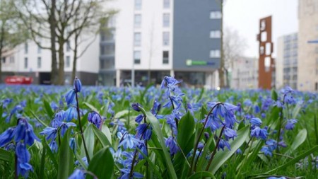 Ein voller Erfolg: die Blausterne sind ein echter Hingucker auf dem Büskerplatz. © Stadt Gütersloh