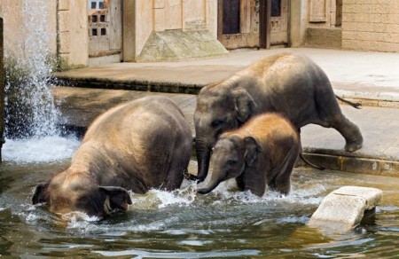 Erlebnis-Zoo Hannover, Elefantengehege nach dem Vorbild eine indischen Tempels. HMTG / Martin Kirchner 