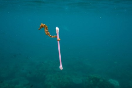 „Vorsicht Plastik“ Die visualisierte Mahnung zu den Gefahren des Plastik-Mülls in den Meeren von National Geographic ©Justin Hofman