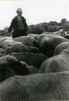 Bei ihren Prognosen stützten sich die Schäfer auf Wind, Wolken, Luftveränderungen und das Verhalten der Schafe, Münster-Nienberge 1953. Foto: LWL Volkskundearchiv Risse