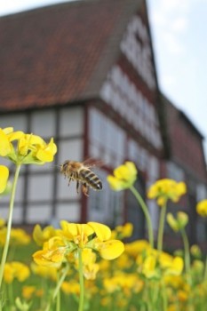 Die Bienen stehen bei einem Rundgang und Mitmachprogramm am Samstag im LWL-Freilichtmuseum Detmold im Mittelpunkt. Foto: LWL/Jähne