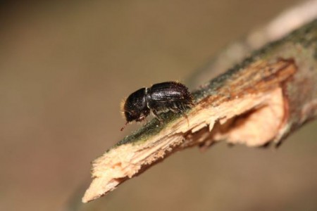 Der große achtzähnige Fichtenborkenkäfer (Buchdrucker). Foto: Sachsenforst/Franz Matschulla