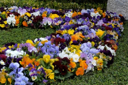 Beispiel Blumen am Grab im Frühling © GdF, Bonn