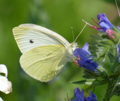 Blühmischung für Schmetterlinge und Wildbienen