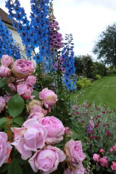 Blütenpracht in den lippischen Gärten im Rosenmonat Juni. Foto: privat