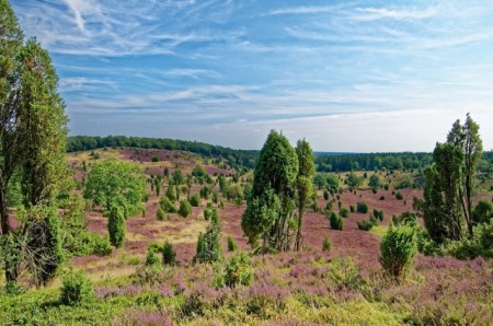 Lüneburger Heide, Foto: Pixabay