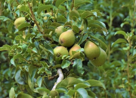 Obstbäume in Herford