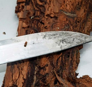 Kleiner Schädling, große Wirkung: Der Borkenkäfer – hier auf dem Messer zu sehen - breitet sich massiv aus und bringt die Bäume zum Absterben. (Foto: Stadt Nieheim/privat)