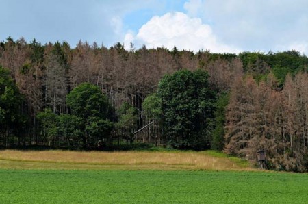 Trockene Kronen: Überall im Naturpark Teutoburger Wald /Eggegebirge haben die Bäume aufgrund der hohen Temperaturen Schaden genommen und leiden unter Wasserstress. (Foto: Stadt Nieheim/privat) 