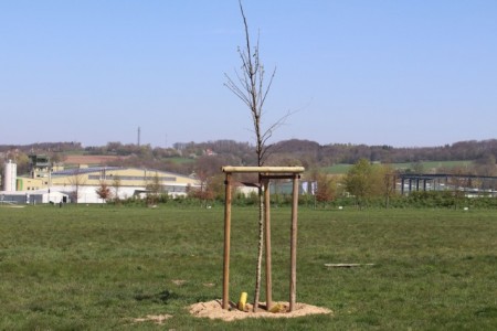 Baum des Jahres 2019: die Flatterulme, Foto: Stadt Detmold