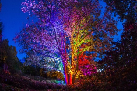 Herbleuchten Baum, Foto: Thorsten Hübner