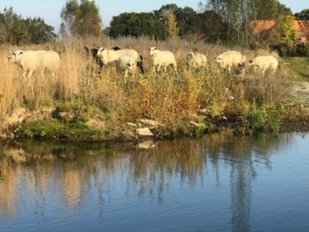 2019-11-08-schafe-an-der-glenne-img-4754