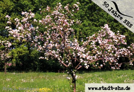 50 Obstbäume, Foto: Stadt SHS