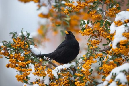 Amsel, Foto: ©Tierfotoagentur Ramona Richter I T.Harbig