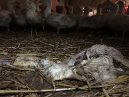 Foto: Die Ermittler fanden tote und unbehandelte kranke Enten in der Mastanlage. / © PETA Deutschland e.V.