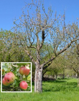 Extertaler Apfelbaum in der Streuobstwiese des BUND Lemgo Foto: BUND Lemgo