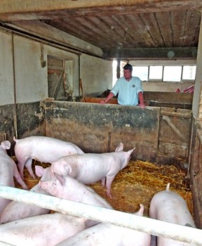Schlachtermeister Richard Nier (Schötmar) prüft die Tierhaltung in einem seiner Lieferbetriebe.