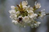 02 WB Dunkle Erdhummel (Bombus terrestris) und Kirschblüte 2014-027