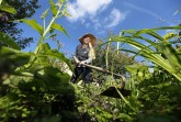 Bild des Monats Juni Zecken-Gefahr im Garten