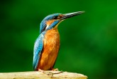 Eisvogel2_Foto von F. Hasse_181KB