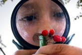 Ökowerkstatt Henrichshütte Hattingen Tobias (10) mit Beerenfrucht
