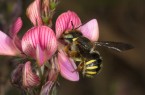 WildbienenjahrSpalten-Wollbiene_Presse_(c)Westrich