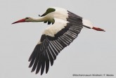 costedt-bild2_fliegender_storch_frank_marske