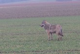 Wolf_Marco__Brentfuehrer