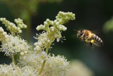 Die Bienen stehen bei zwei Mitmachprogrammen im LWL-Freilichtmuseum Detmold im Mittelpunkt. Foto: LWL/Jähne