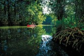 Paddeltour durch urw¸chsigen Wald, Peene, Vorpommern, Foto TMV